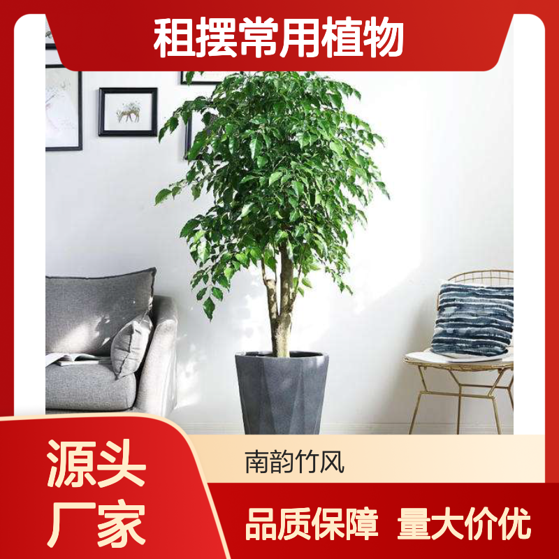 幸福树 绿宝盆栽批发 室内绿植租摆常用植物 南韵竹风