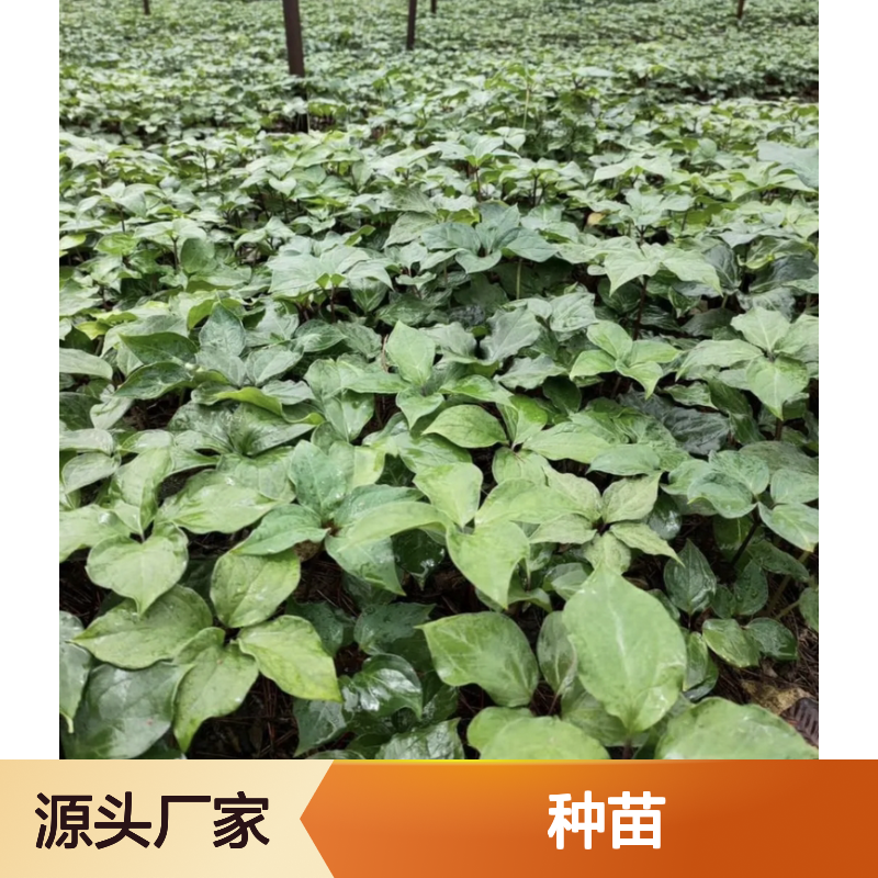 滇重楼种苗 基地直供 遮荫养护指导 高发芽率 药用价值