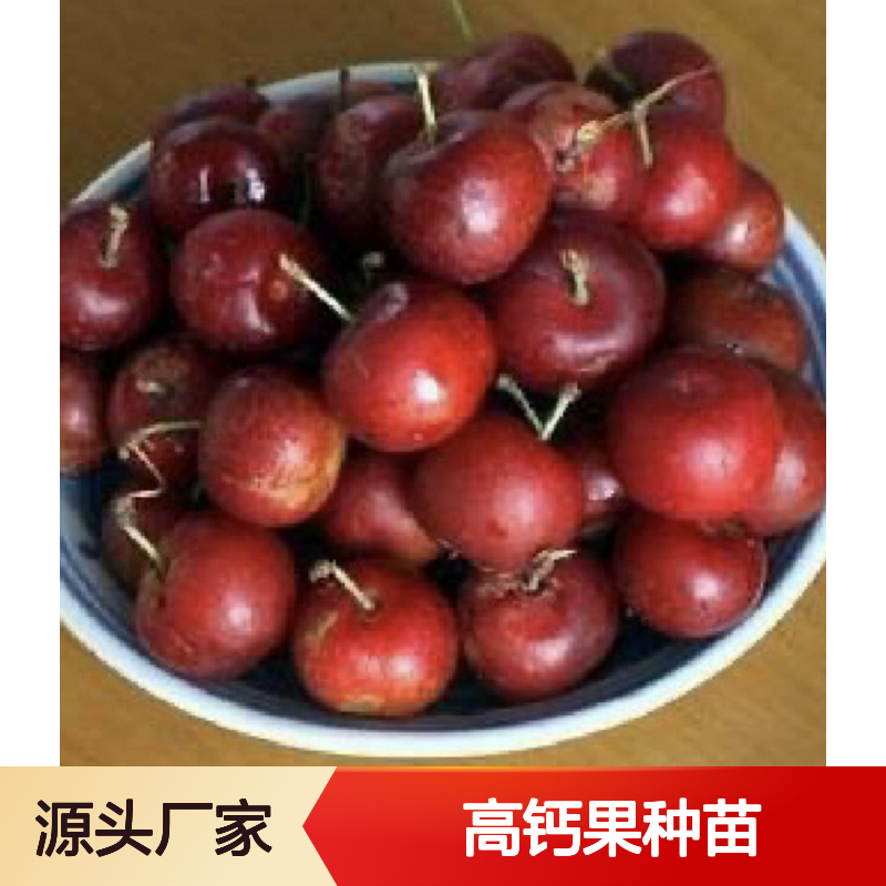 苗木合作社自营高钙果种苗 品种齐全质量保证根系发达种植好管理