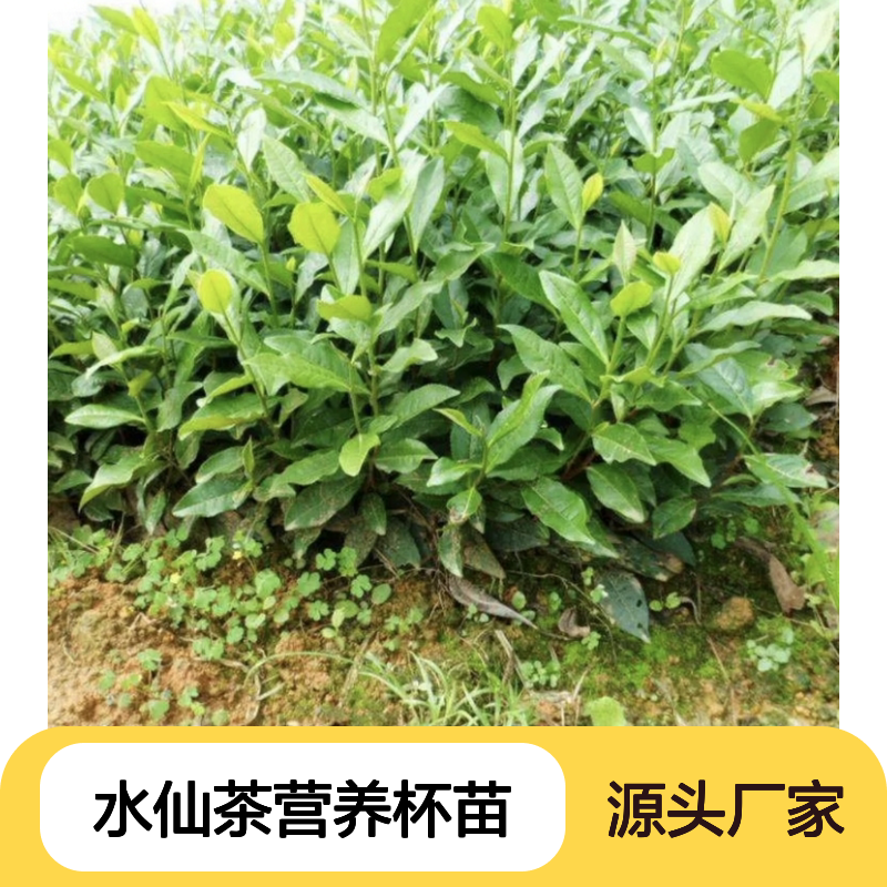 水仙茶营养杯苗 基地直发 品质纯正 包教技术 种植无忧