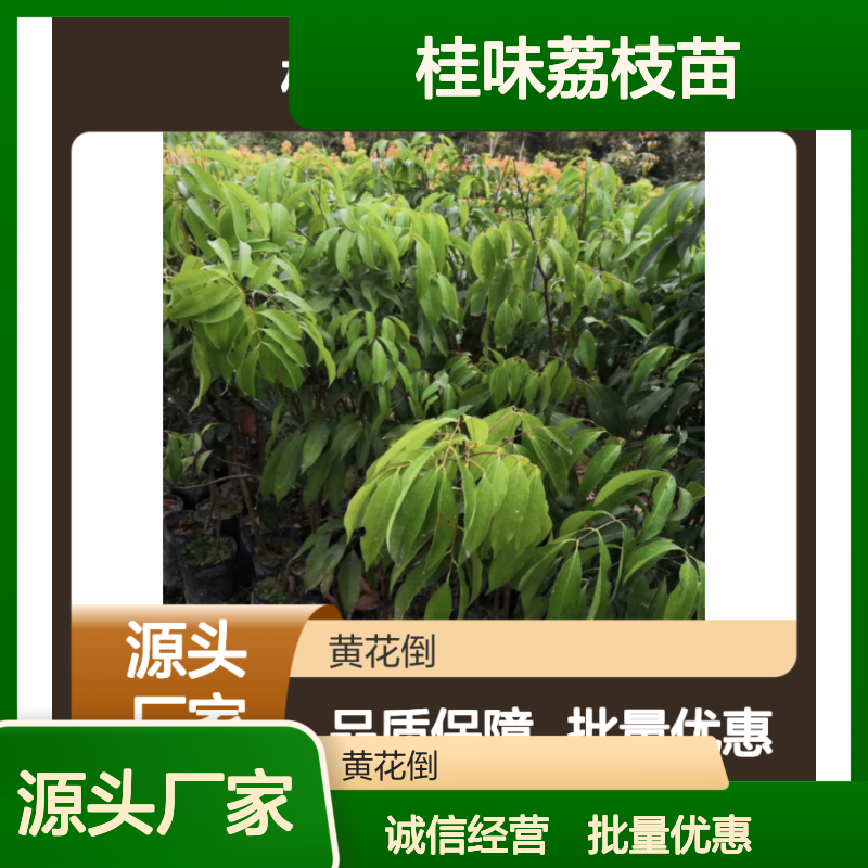 桂味荔枝苗 果园种植优选 生长健壮 修剪简单 防寒易行