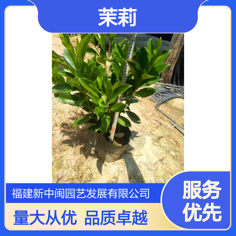 漳 州产非洲茉莉01号 18蓬径龙枝型 露地栽培绿植 白色花系城市绿化