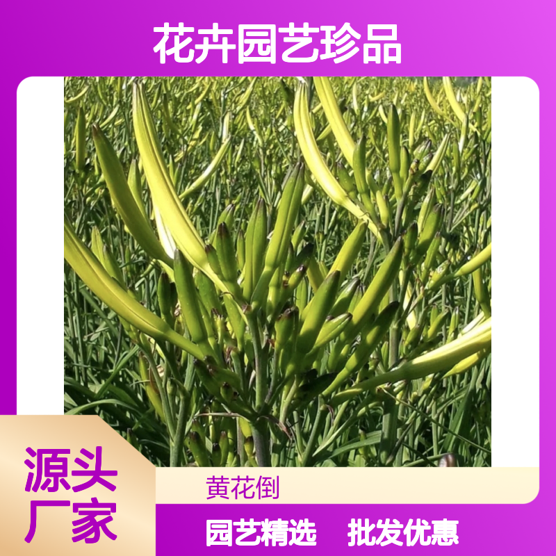 金针菜苗 批发种植 花卉园艺珍品 观赏性强 庭院点缀