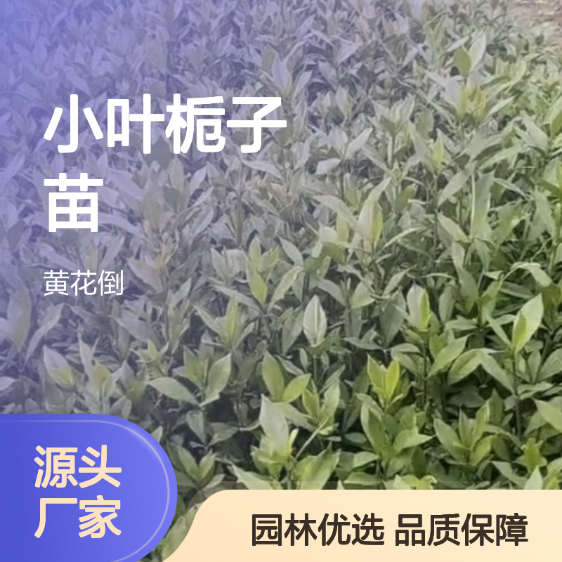 小叶栀子苗 盆栽地栽常绿灌木 芳香素雅 易于繁殖