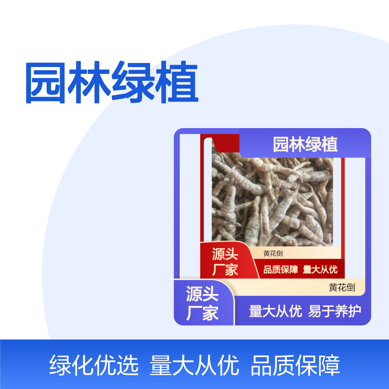 芐种植园 优质芐小苗 园林绿植批发 健康生长 易于养护