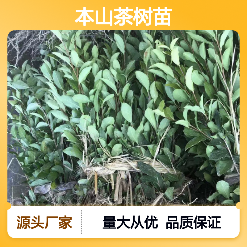 本山茶树苗 基地直供 批发优选 生长迅速 适应性强