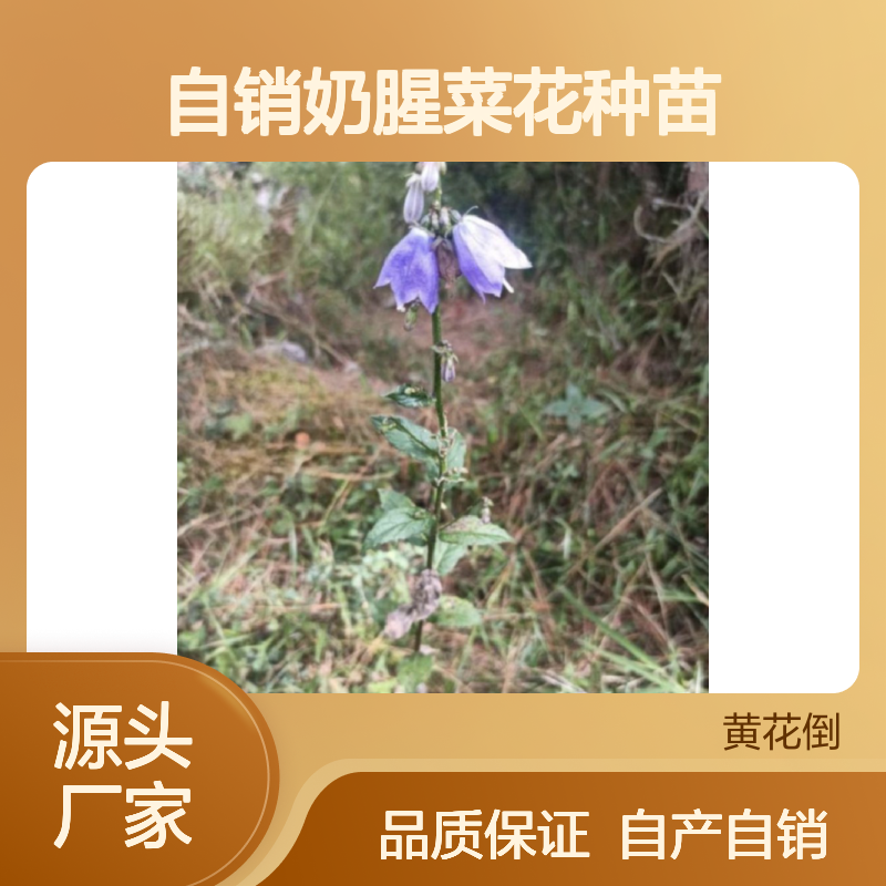 自产自销奶腥菜花种苗 苗圃产地直供品质保证种植技术分享