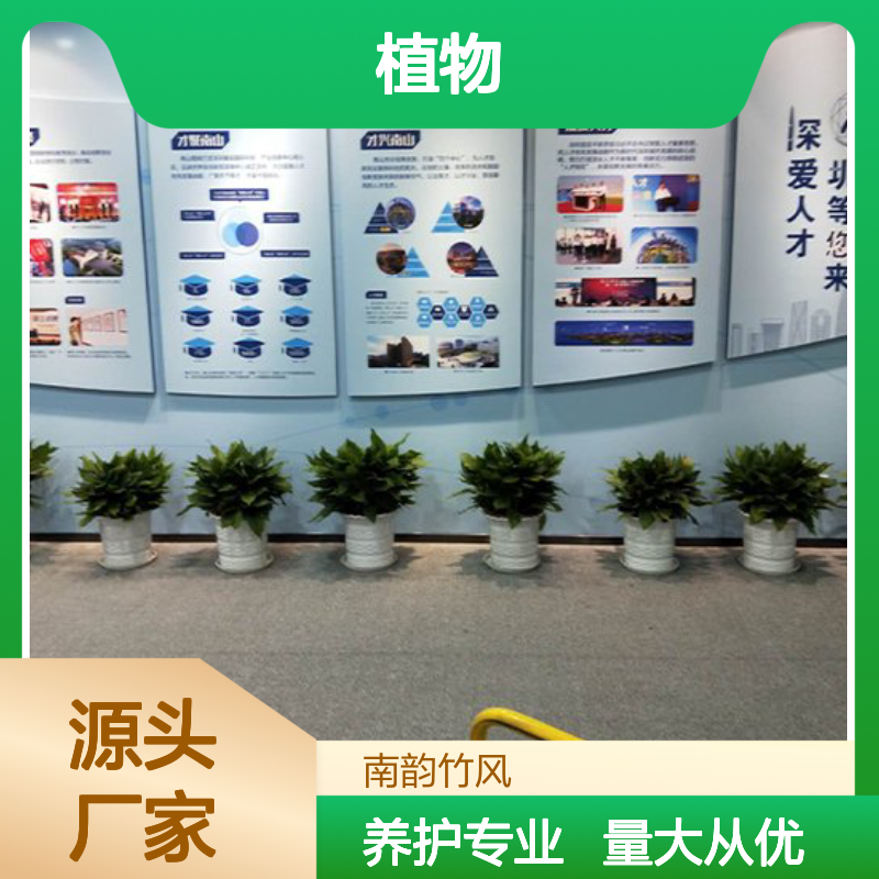 植物租摆服务 厂家直供货源充足 品质如一 养护专业