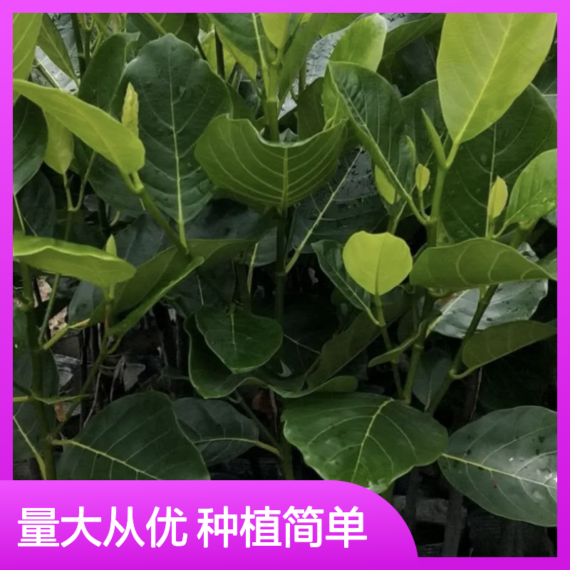 菠萝蜜树苗 基地直供 芽接成活率高 技术指导 品种优良