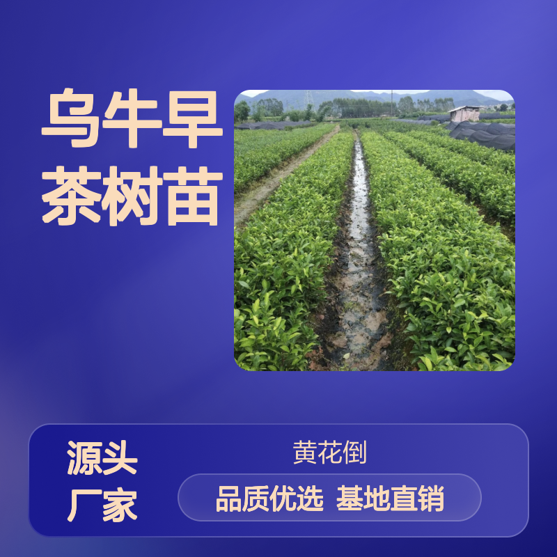 乌牛早茶树苗 百亩基地直供 品质保证 种植专业