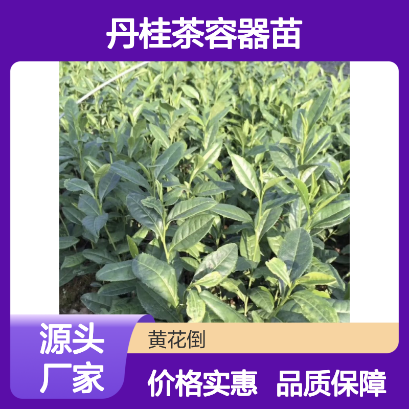 基地批发丹桂茶容器苗 送货上门包邮欢迎来电洽谈经验分享