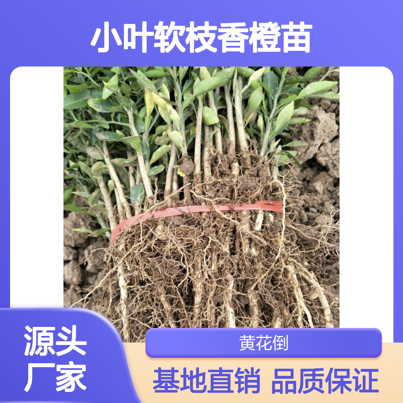 小叶软枝香橙苗 基地直供果树苗木 生长旺盛 抗病性强