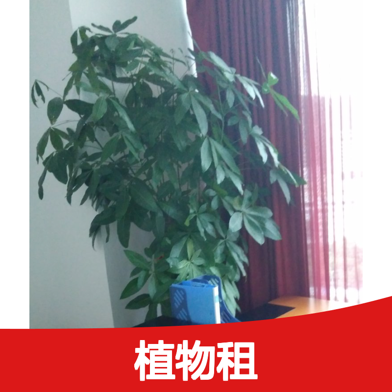 南韵竹风植物租赁服务 适用于多场景绿植摆放