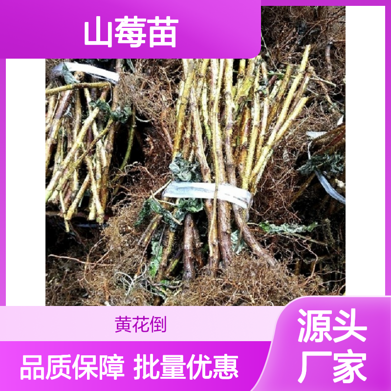 精选山莓苗 种植园直供 高产抗病 品质优良 管理方便