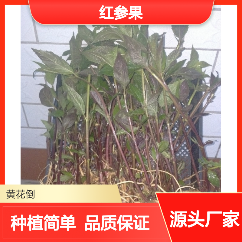 红参果种苗 蜘蛛果特色种植 滋补佳品 市场潜力