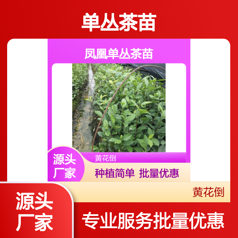 单丛茶苗 黄花倒种 生长旺盛 技术成熟 品质保证