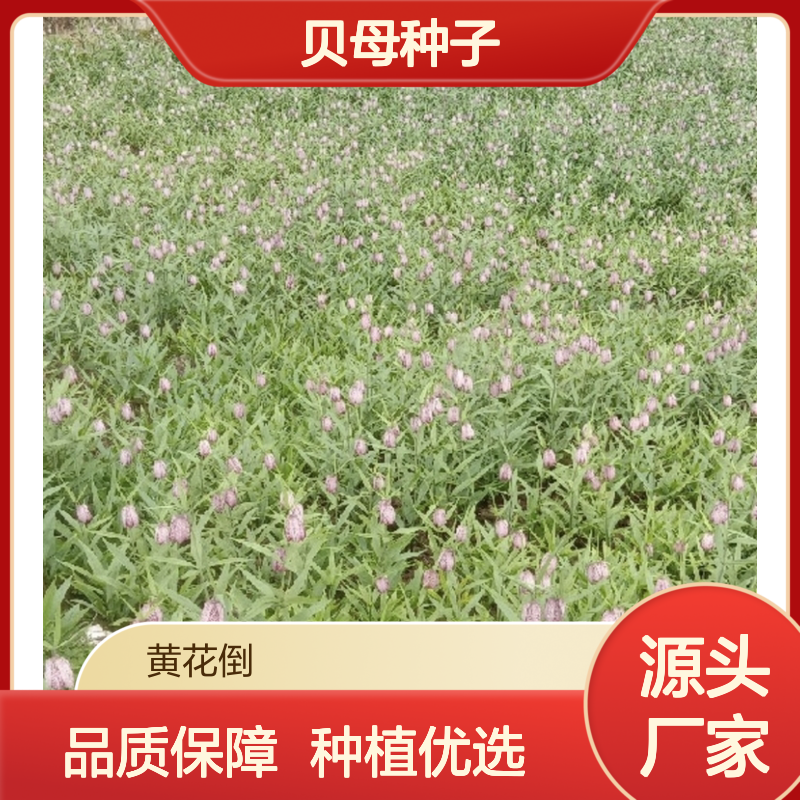 当年新采贝母种子 基地供货技术指导支持 高产优选