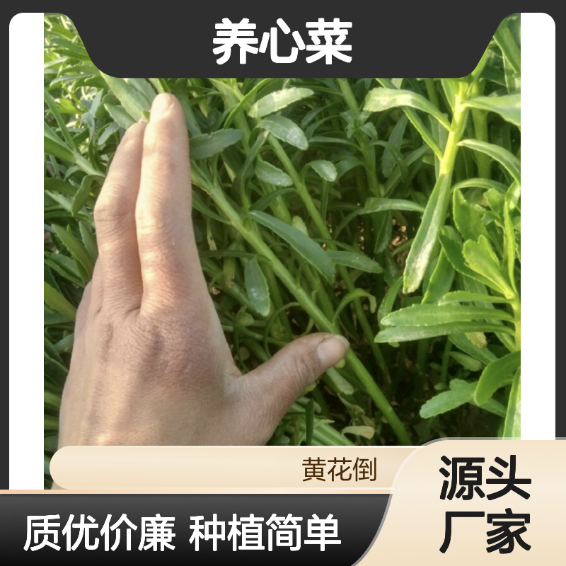 养心菜种苗 多年生草本植物 抗逆性强 管理简单