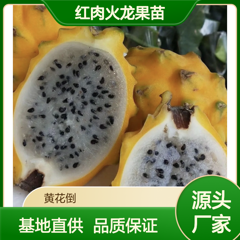 红肉火龙果苗 基地直供 扦插易活 抗病性强 耐热耐旱