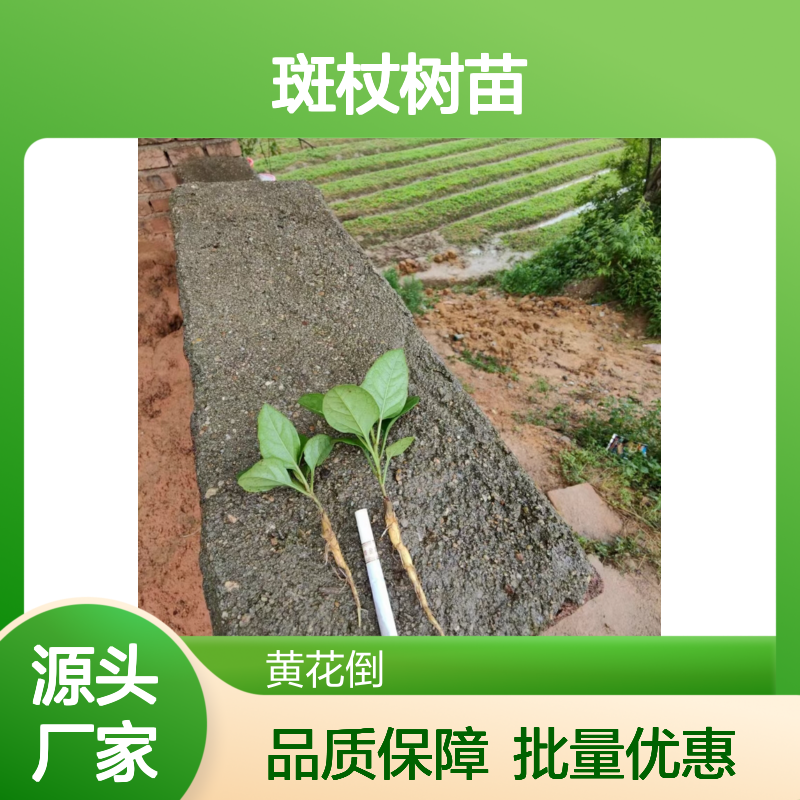 斑杖树苗 多年生草本植物 批发供应 管理粗放 采收周期短