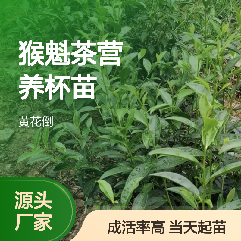 当天起苗当天发太平猴魁茶营养杯苗 多年生根系发达成活高规格齐全