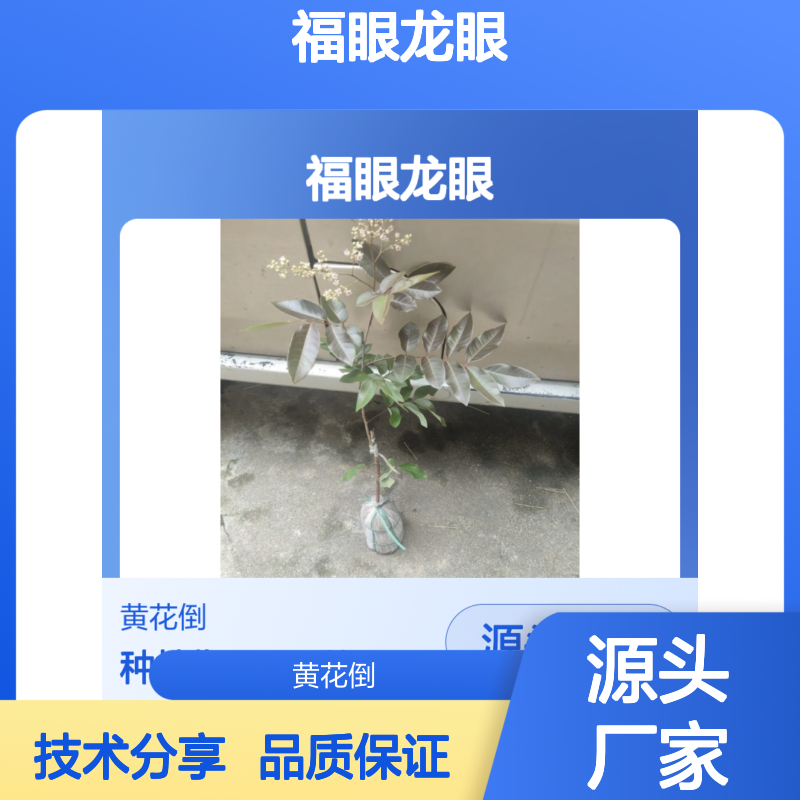 产地批发福眼龙眼直生苗 苗圃产地直供品质保证种植技术分享