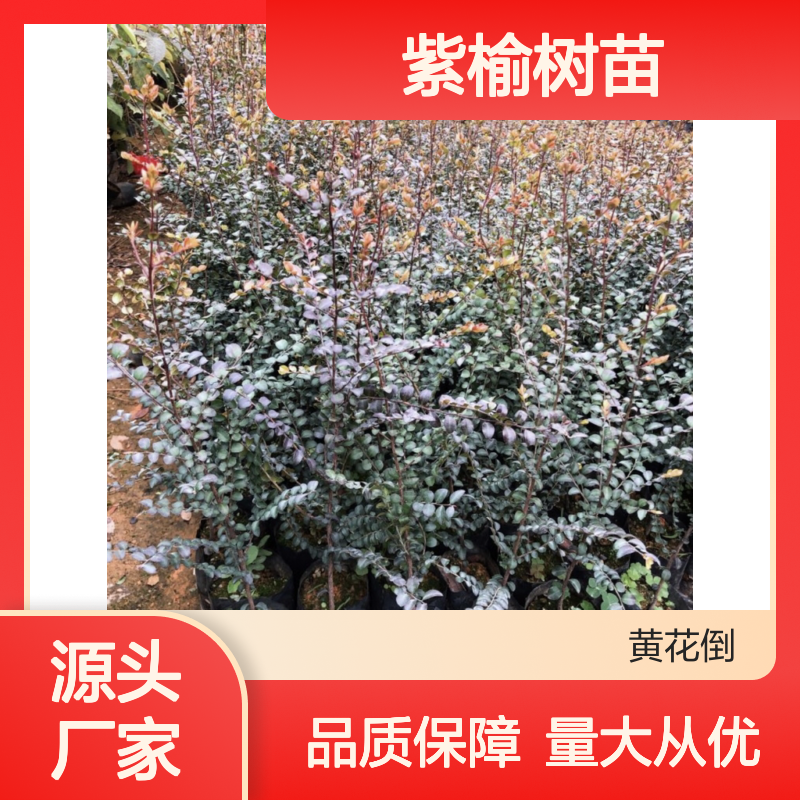 紫榆树苗 批发供应 高级家具用材 抗白蚁害 商业价值