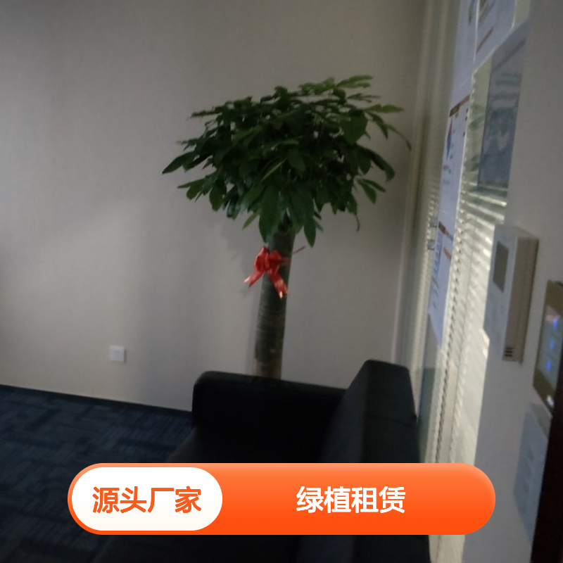 南韵竹风提供绿植租摆,承接绿化工程设计 品种多样