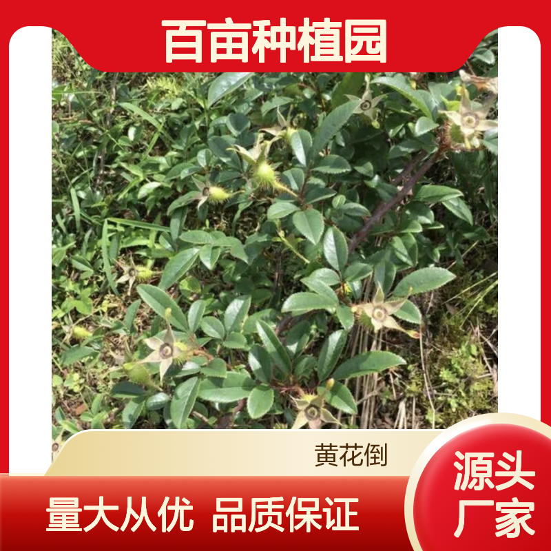 金樱子百亩园 优质树苗批发 产地直供 常绿灌木