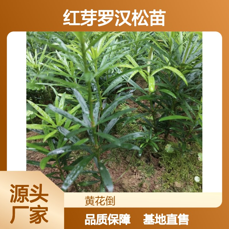 紫真趣红芽罗汉松苗 基地直供 生长旺盛 姿态优美