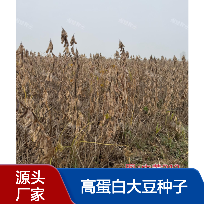 不炸荚抗倒伏 中黄212：高油高蛋白大豆种子 含油量高达22.3%