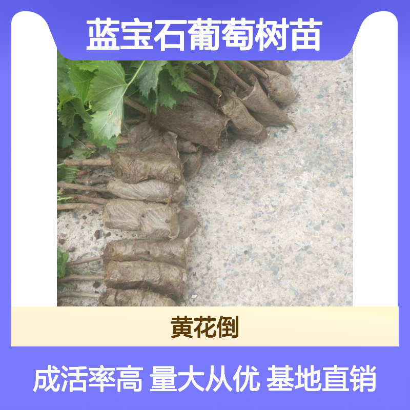 批发蓝宝石葡萄树苗 百亩种植主产区 基地直供
