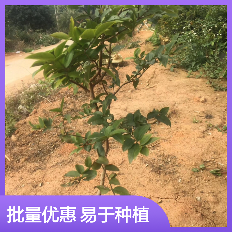 四季树葡萄树苗 基地直供 批量优惠 常绿美观 易种易活