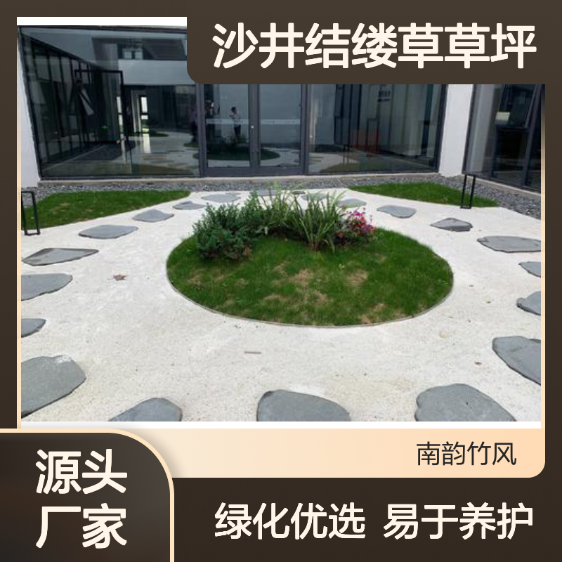沙井结缕草草坪直批 绿化工程优选 生长旺盛 易于养护