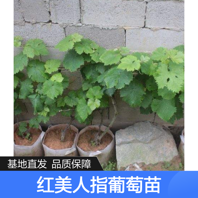 红美人指葡萄苗 基地直供 高效栽培 品质优良 适应性强