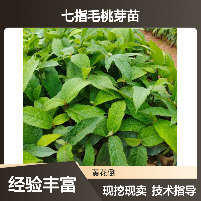 现挖现卖七指毛桃芽苗 全程技术指导 十几年苗木培育经验
