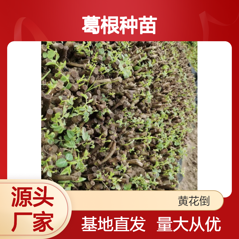 葛根种苗 粗壮藤本 百亩基地直供 品质优良 全国包邮