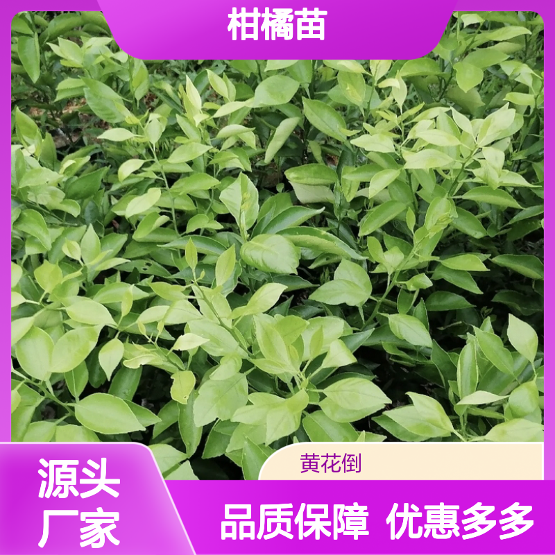 爱媛柑橘苗 专业种植园供应 果实鲜美 产量稳定