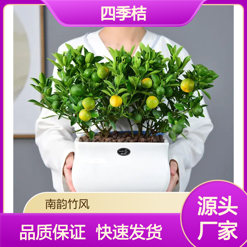 南韵竹风 四季桔盆栽 0.65-3米高度规格齐全 出港品质 质量保证