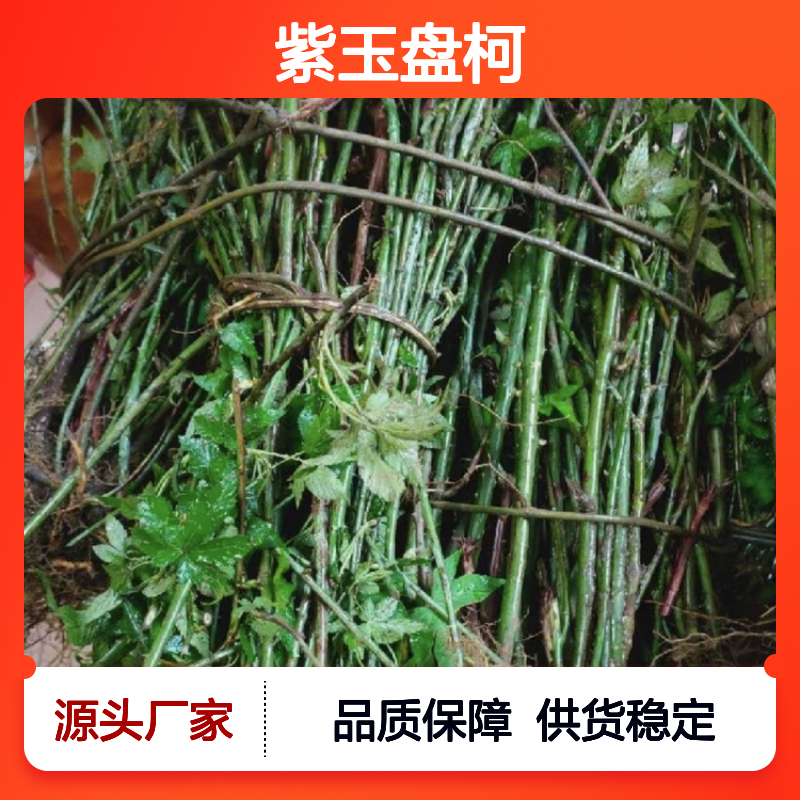 紫玉盘柯种苗 完整须根新芽未展 批量供应 分株繁殖