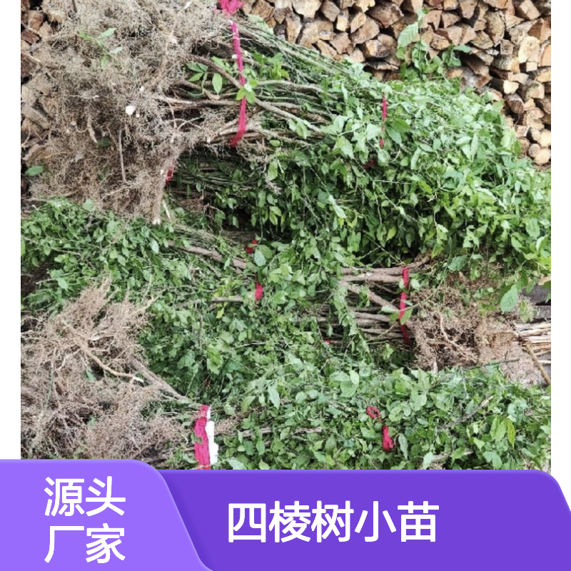 四棱树小苗 园林优选品种 生长迅速 易于养护 观赏性强