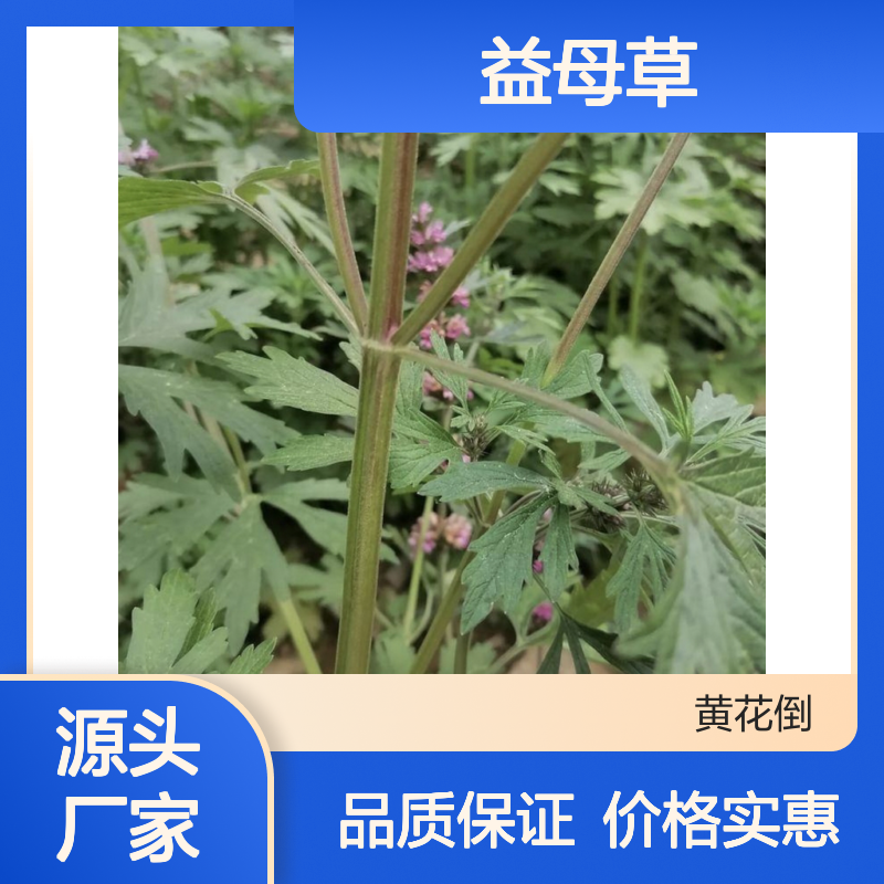 益母草百亩种植园 种苗批发 精选籽种 田间管理