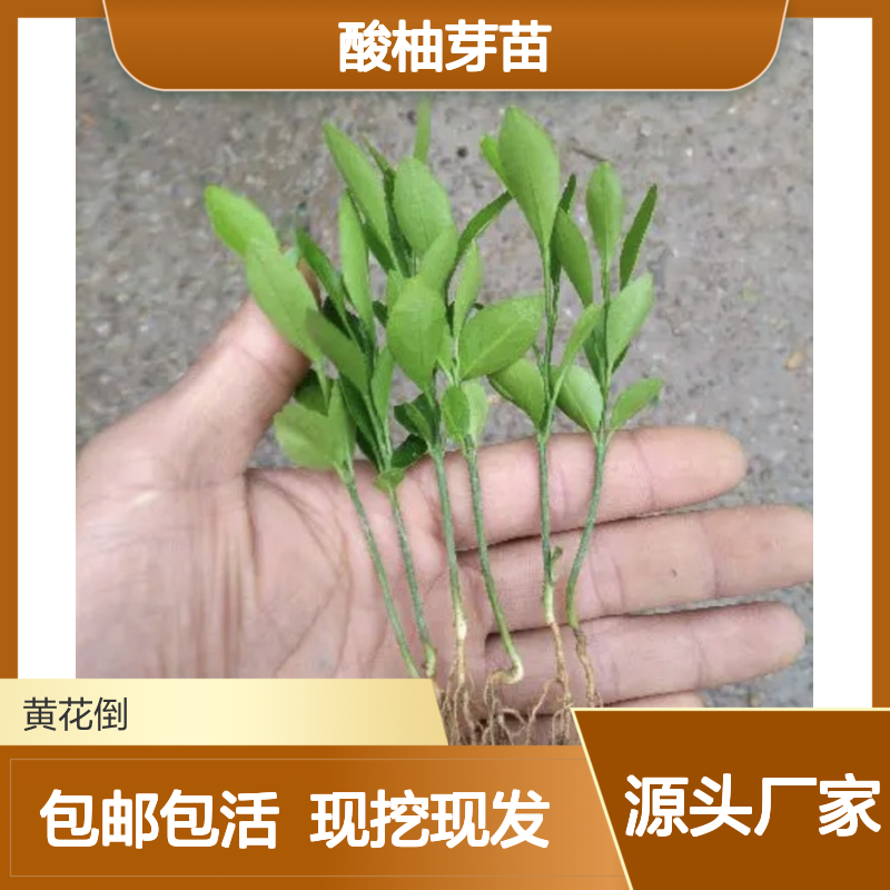 现起酸柚芽苗 全程指导 十几年经验 品质优良 专业培育