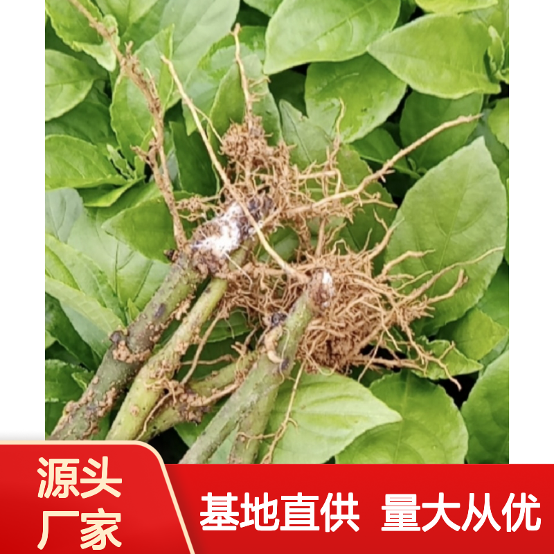 土龙根苗种植基地 园林植物批发供应 品质保证