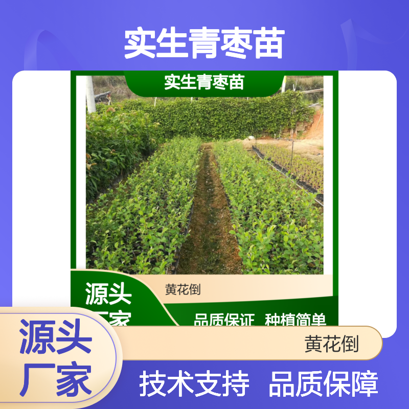 实生青枣苗 根系强壮 移栽成活高 果实品质优 管理便捷