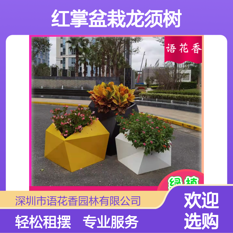 办公室绿植组合出租 红掌盆栽搭配龙须树 设计养护一站式服务