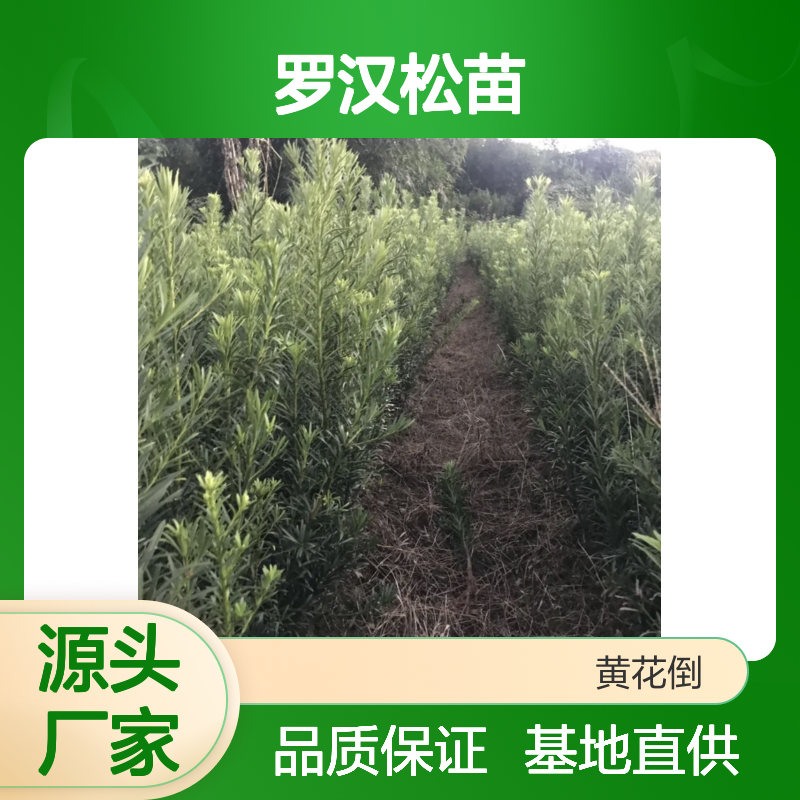 兰屿罗汉松苗 百亩基地直供 神韵清雅 苍劲挺拔