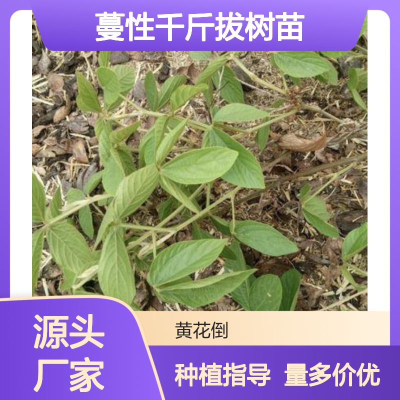 蔓性千斤拔树苗 基地直供品质保证 高产易种 自然过冬