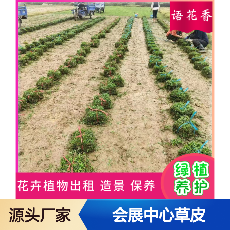 会展中心专用草皮 四季常青混播草 耐寒耐旱无杂草 公园小区适用