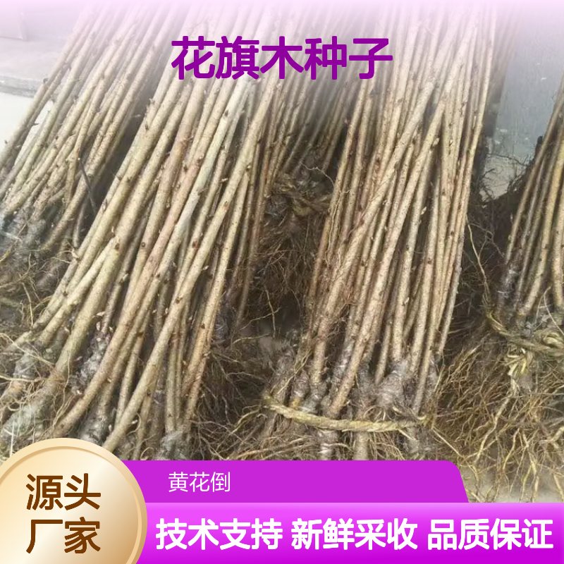 当年新收花旗木种子 苗木合作社自营提供种植技术